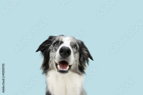 Portrait happy border collie dog looking at camera. Isolated on blue pastel background. © Sandra