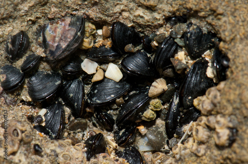 Little black mussels Xenostrobus pulex. Cape Kidnappers Gannet Reserve. North Island. New Zealand.