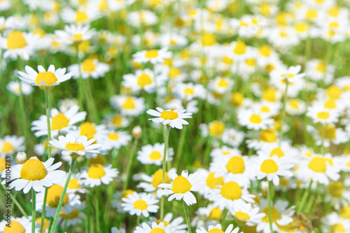 White flowers daisy chamomile on green field © Pavlo Vakhrushev