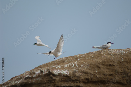 White-fronted terns Sterna striata. Cape Kidnappers Gannet Reserve. North Island. New Zealand.