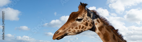 Canvas Print Giraffes Head