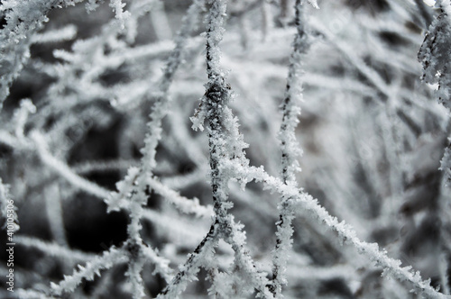 Frosted and frozen twigs after a cold night in the forest
