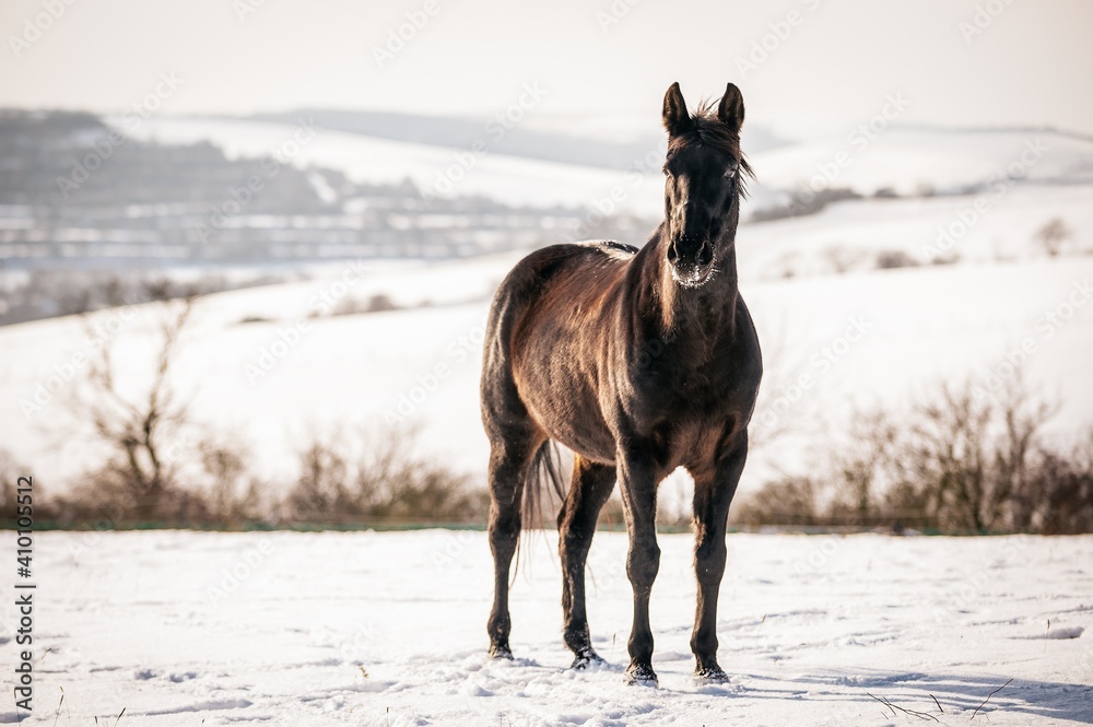 horse in winter horse in winter
