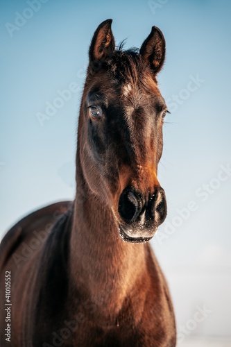 head of a horse