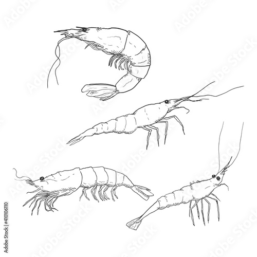 Vector Set of Sketch Shrimps and Prawns
