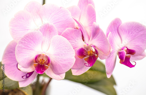 Beautiful purple Phalaenopsis orchid flowers  isolated on white background. Moth dendrobium orchid. Multiple blossoms. Flower in bloom. Beautiful details of tropical floral visuals.