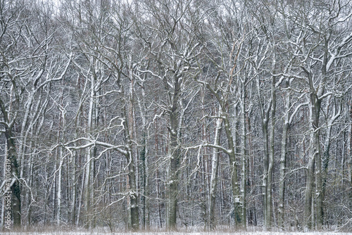 Bare snowy trees in winter