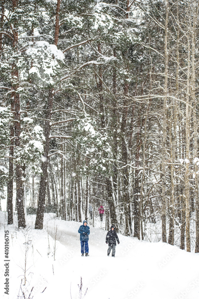 People walking on a track in beautiful winter wonderland scenery in Lithuania in winter, forest, outdoor sports, healthy lifestyle, vertical