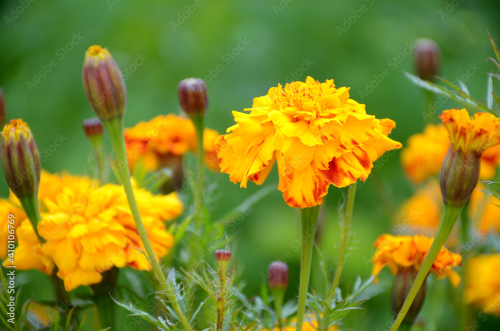 the red yellow marigold flower with leaves in the garden. the red yellow marigold flower with leaves in the garden.