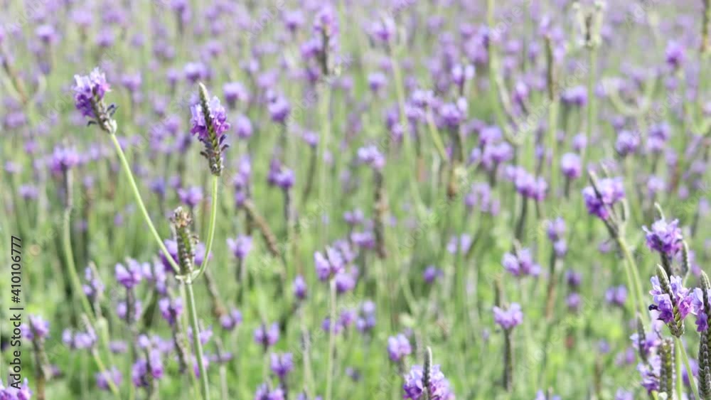Beautiful blooming purple lavender flowers blowing in wind, violet fragrant lavender flower in field. Perfume ingredient and aromatherapy product Beautiful blooming purple lavender flowers blowing in wind, violet fragrant lavender flower in field. Perfume ingredient and aromatherapy product