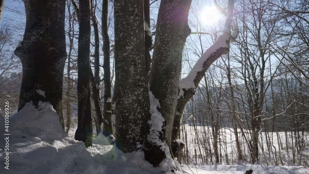 winter forest in the winter on a cold but sunny day with blue sky 