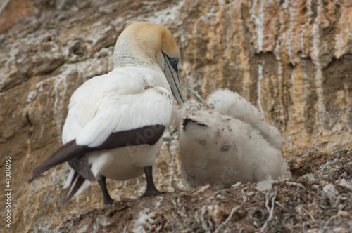 Australasian gannets Morus serrator. Adult with chick at nest. Black Reef Gannet Colony. Cape Kidnappers Gannet Reserve. North Island. New Zealand. photo