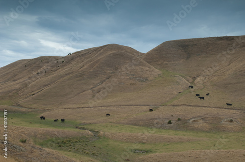 Herd of cows Bos taurus. Cape Kidnappers. North Island. New Zealand.