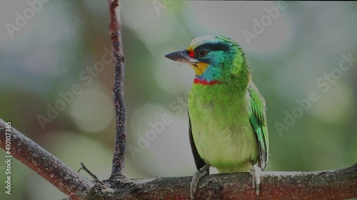 Muller's Barbet pecking a tree hole for brood.