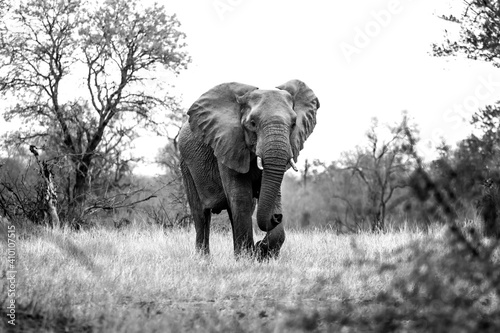 Photography African elephants in South Africa