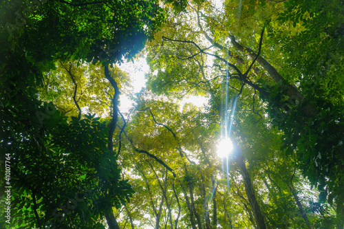 Beautiful rain forest with bright sun rays flares through tree branches - wanderlust, abstract nature.