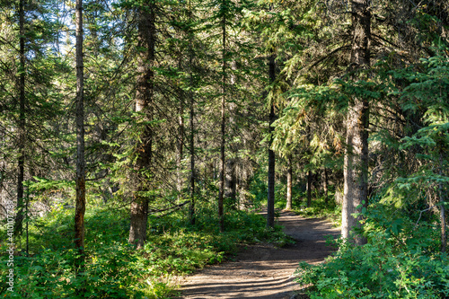 Natural forest footpath scenery. Fenland Trail in summer sunny day. Banff National Park  Canadian Rockies  Alberta  Canada.