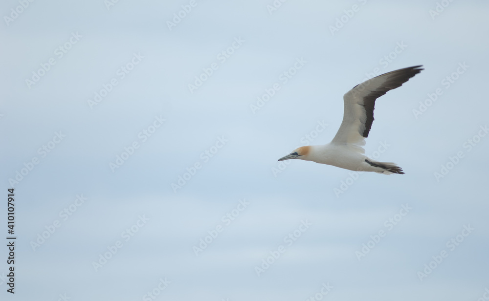 Australasian gannet Morus serrator in flight. Plateau Colony. Cape Kidnappers Gannet Reserve. North Island. New Zealand.