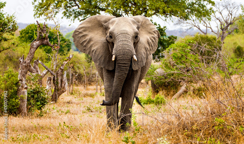 African elephants in South Africa