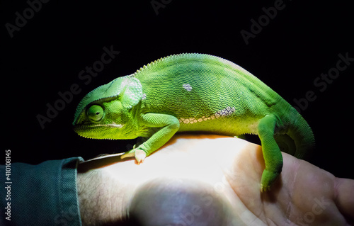 chameleon on a hand in africa