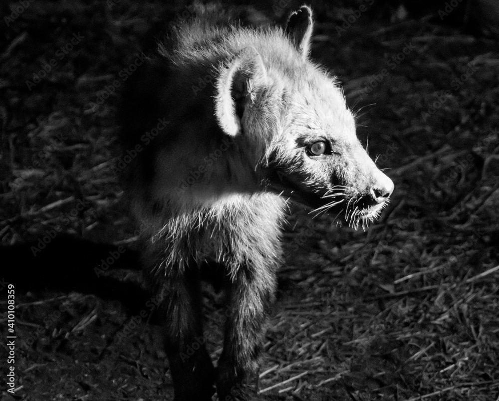 Fototapeta premium Hyenas at night in South Africa