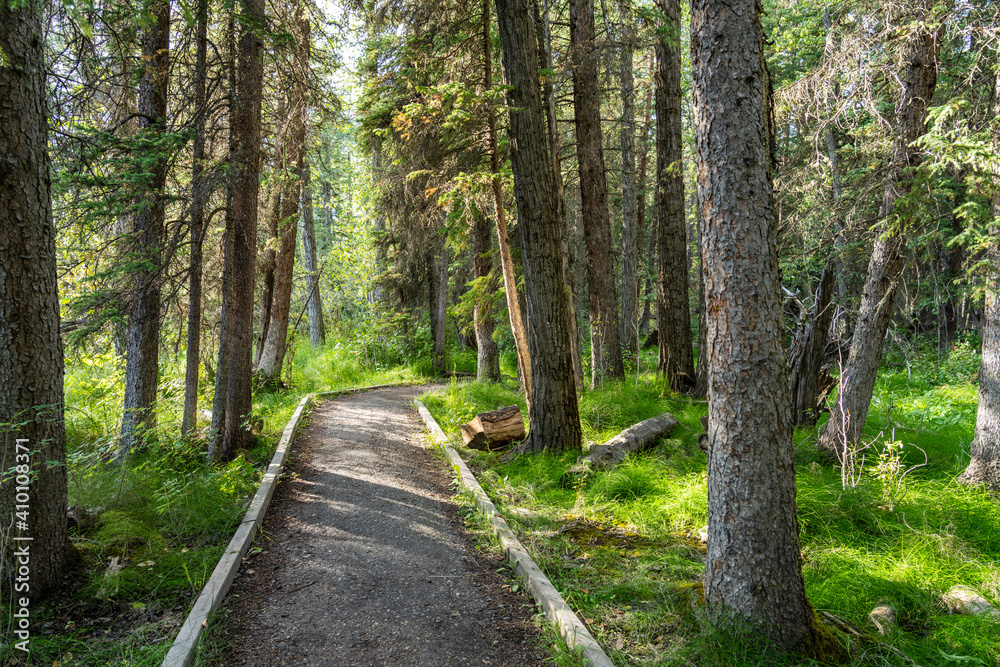 Obraz premium Natural forest footpath scenery. Fenland Trail in summer sunny day. Banff National Park, Canadian Rockies, Alberta, Canada.