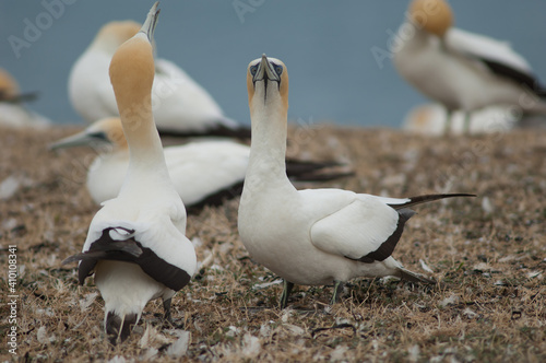 Australasian gannets Morus serrator courting. Plateau Colony. Cape Kidnappers Gannet Reserve. North Island. New Zealand. photo