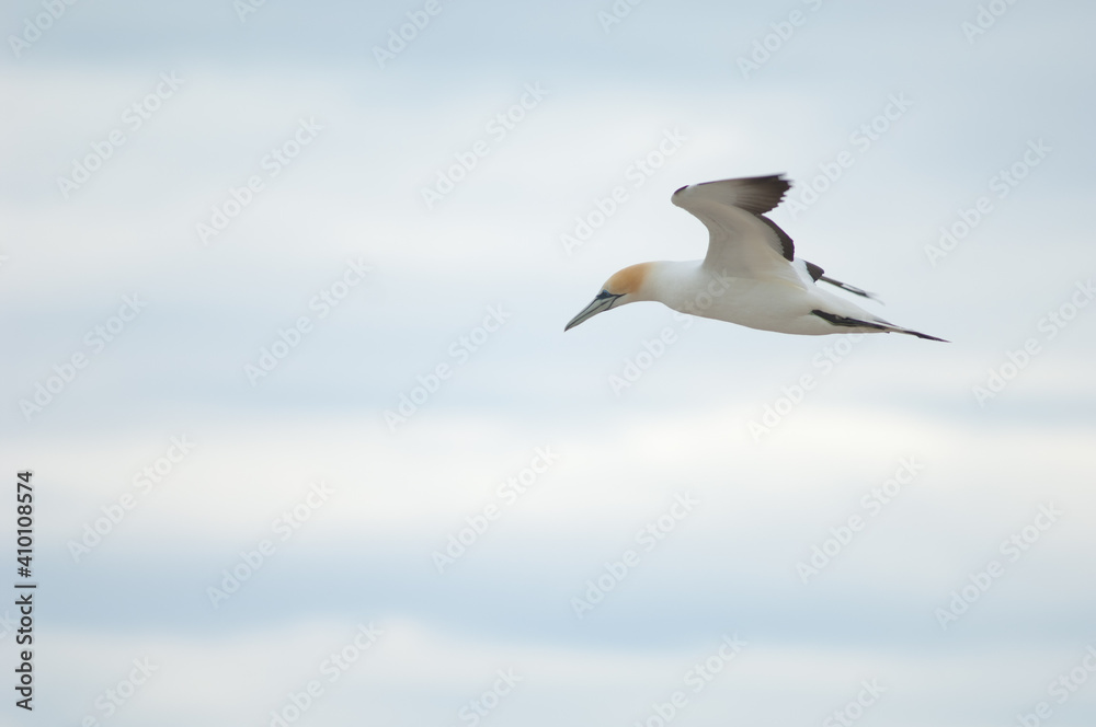 Australasian gannet Morus serrator in flight. Plateau Colony. Cape Kidnappers Gannet Reserve. North Island. New Zealand. Australasian gannet Morus serrator in flight. Plateau Colony. Cape Kidnappers Gannet Reserve. North Island. New Zealand.
