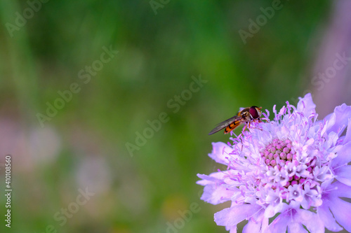 bee on a flower © mtk2500