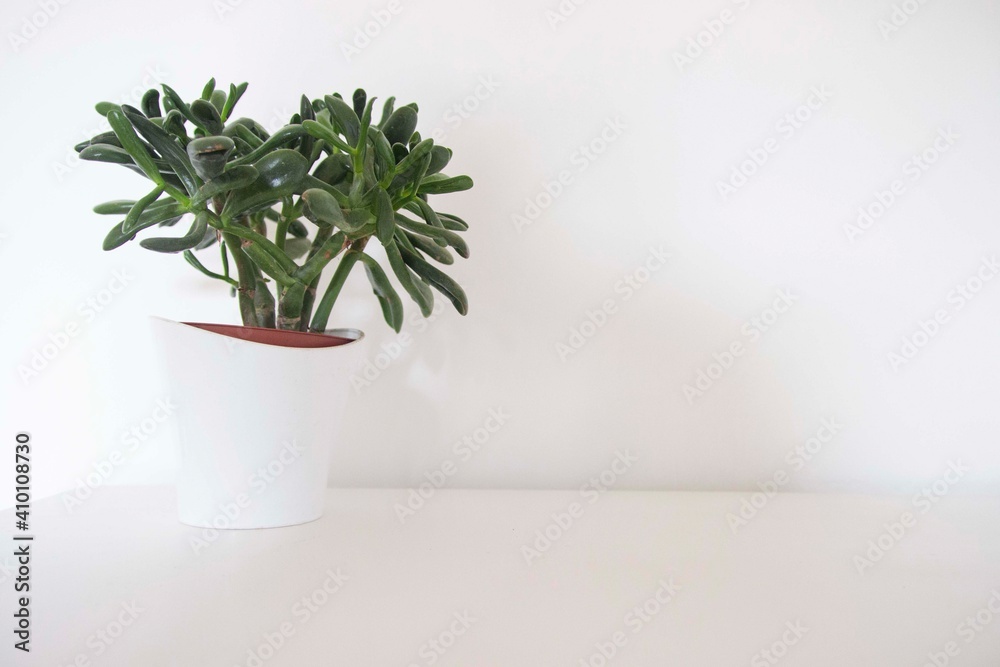 Plante - décor minimaliste