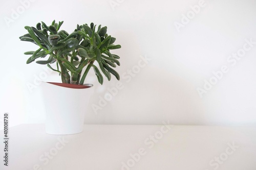 Fototapeta Naklejka Na Ścianę i Meble -  Plante - décor minimaliste