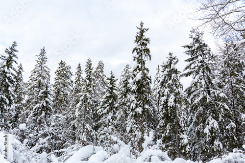 Snowy spruce trees and sky in background in February in Lielie Kangari in Latvia