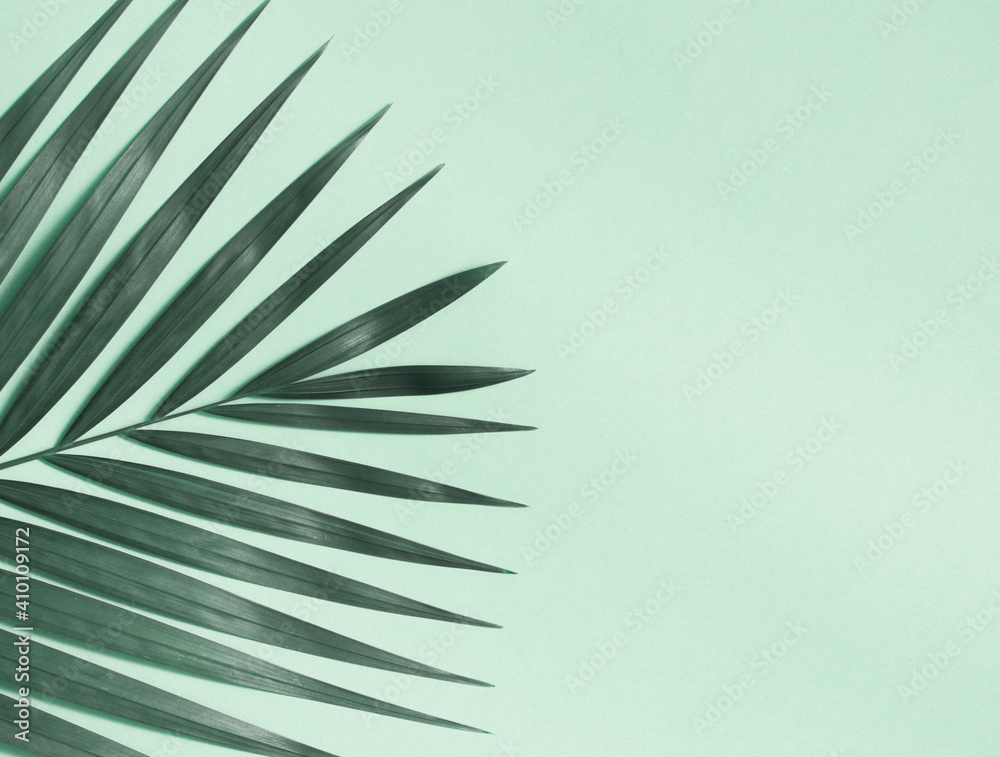 Fototapeta premium Palm tree leaf on colorful background.