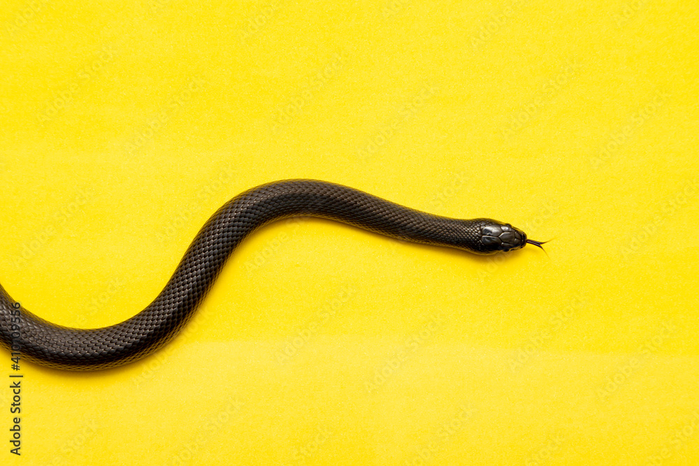 The Mexican black kingsnake (Lampropeltis getula nigrita) is part of