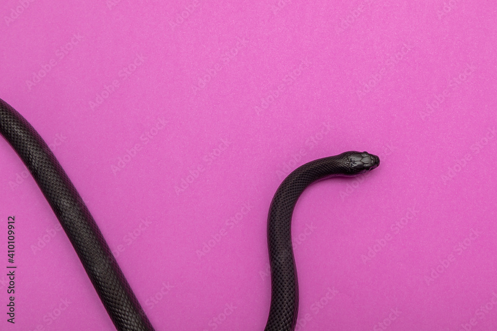 The Mexican black kingsnake (Lampropeltis getula nigrita) is part of