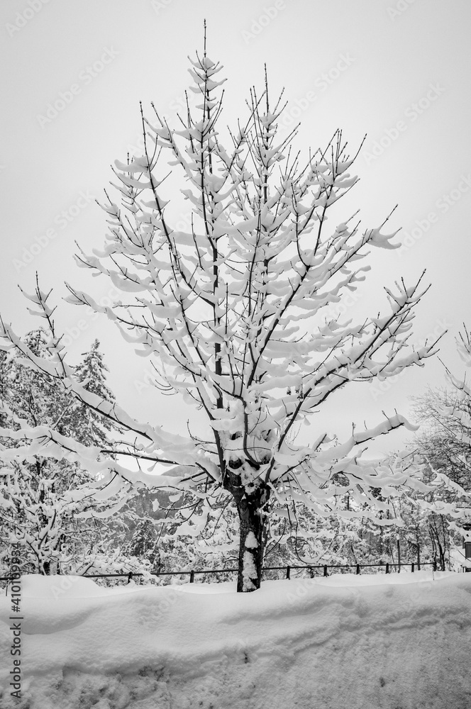 Fototapeta premium Bare tree branches, covered by the snow in wintertime. Black and white photo.