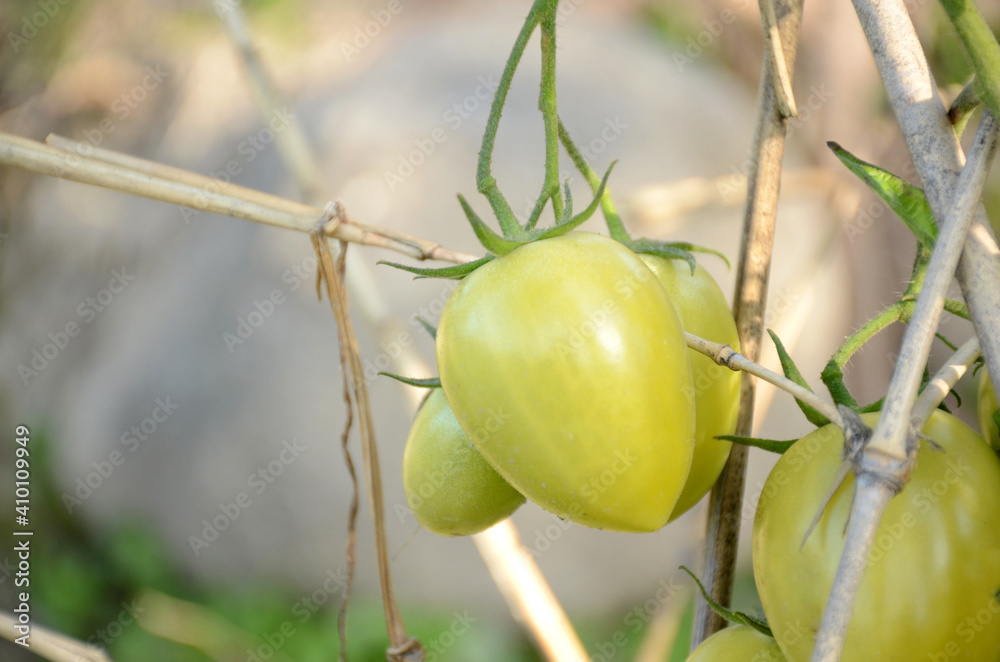 bunch the green ripe tomato growing in the garden. bunch the green ripe tomato growing in the garden.