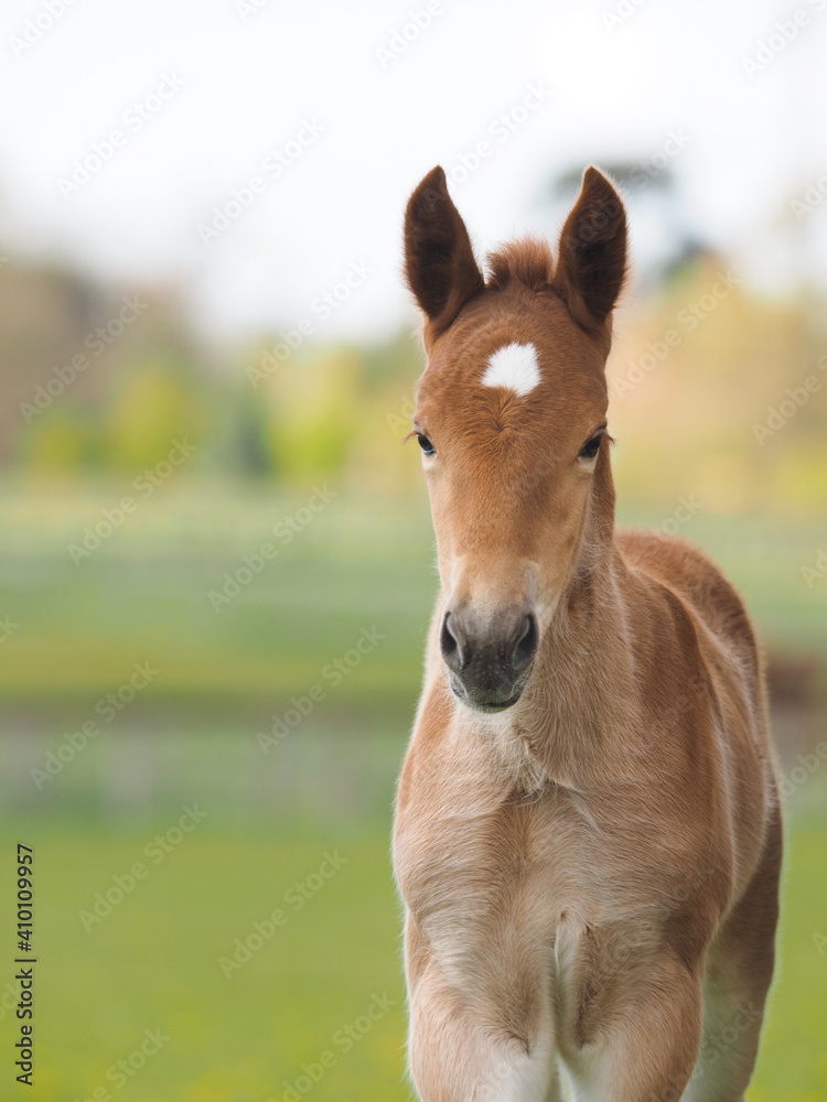 Rare Breed Foal Headshot
