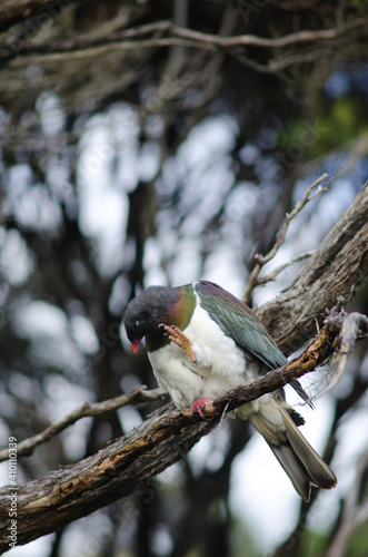 New Zealand pigeon Hemiphaga novaeseelandiae scratching. Stewart Island. New Zealand. photo