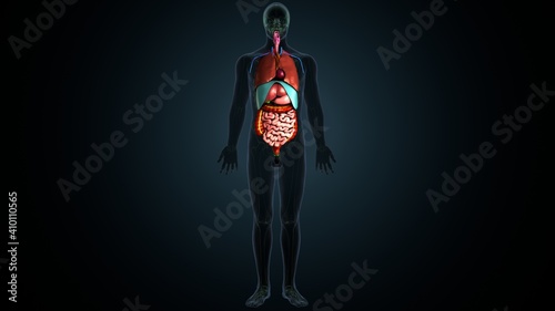 Fototapeta Naklejka Na Ścianę i Meble -  3d illustration of human body stomach digestive system anatomy.
