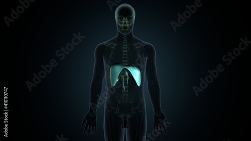 Diaphragm Human Respiratory System Anatomy. 3D Illustration 