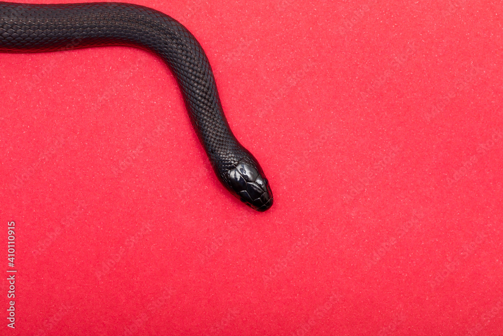 The Mexican black kingsnake (Lampropeltis getula nigrita) is part of