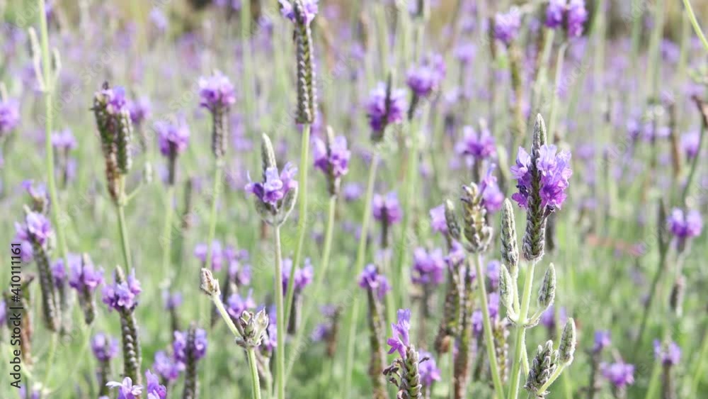 Beautiful blooming purple lavender flowers blowing in wind, violet fragrant lavender flower in field. Perfume ingredient and aromatherapy product Beautiful blooming purple lavender flowers blowing in wind, violet fragrant lavender flower in field. Perfume ingredient and aromatherapy product