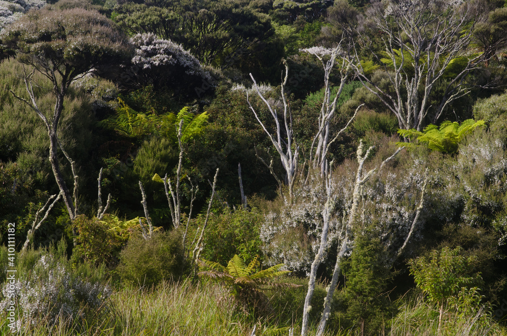 Podocarp rainforest in Stewart Island. New Zealand.