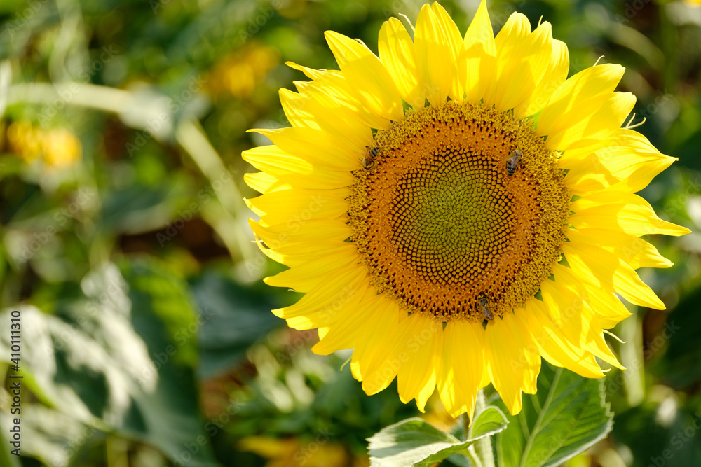 Fototapeta premium sunflower and bee in the field