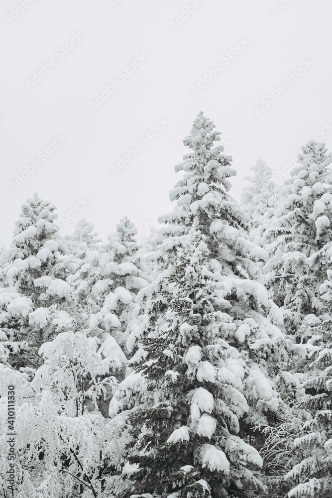Paysage de montagne enneigée avec des arbres - Ambiance glacial d'hiver froid
