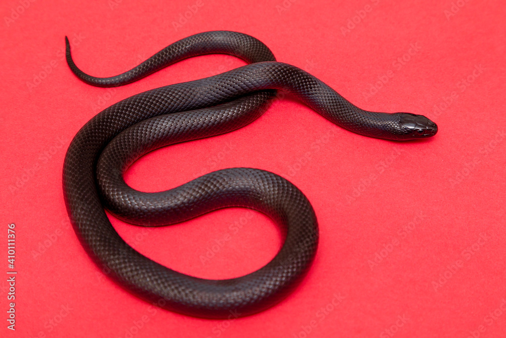 The Mexican Black Kingsnake (Lampropeltis Getula Nigrita) Is Part Of ...