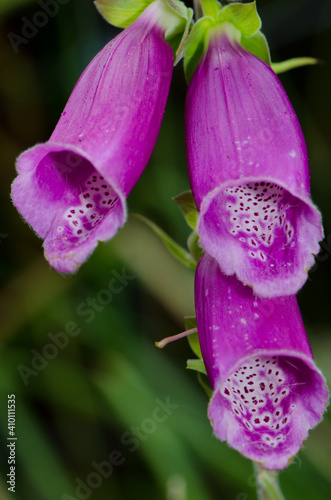 Flowers of foxglove Digitalis purpurea. Stewart Island. New Zealand.