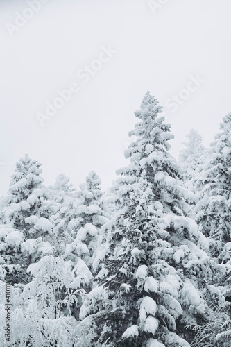Paysage de montagne enneigée avec des arbres - Ambiance glacial d'hiver froid