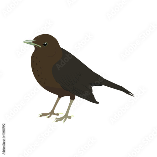 Blackbird Juvenile Vector Isolated on White Background